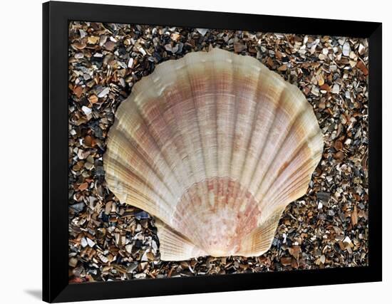 Scallop Shell on Beach, Normandy, France-Philippe Clement-Framed Photographic Print