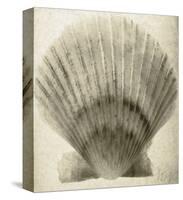 Scallop Shell-Mandolfo-Stretched Canvas