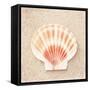 Scallop Shell-Carolyn Cochrane-Framed Stretched Canvas