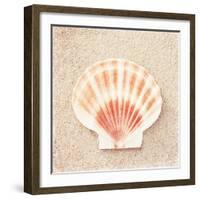 Scallop Shell-Carolyn Cochrane-Framed Photographic Print