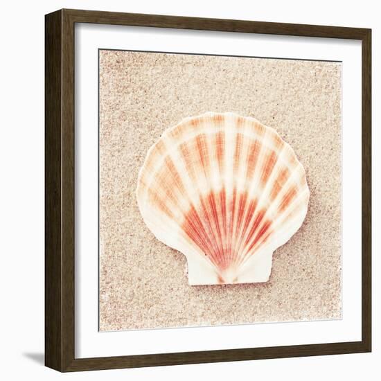 Scallop Shell-Carolyn Cochrane-Framed Photographic Print