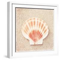 Scallop Shell-Carolyn Cochrane-Framed Photographic Print