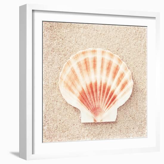 Scallop Shell-Carolyn Cochrane-Framed Photographic Print