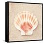 Scallop Shell-Carolyn Cochrane-Framed Stretched Canvas