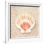 Scallop Shell-Carolyn Cochrane-Framed Photographic Print