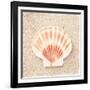 Scallop Shell-Carolyn Cochrane-Framed Photographic Print