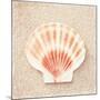 Scallop Shell-Carolyn Cochrane-Mounted Photographic Print