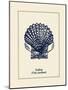 Scallop Shell-Gregory Gorham-Mounted Premium Giclee Print