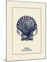 Scallop Shell-Gregory Gorham-Mounted Art Print