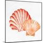 Scallop Shells 2-Kimberly Allen-Mounted Art Print