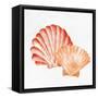 Scallop Shells 2-Kimberly Allen-Framed Stretched Canvas