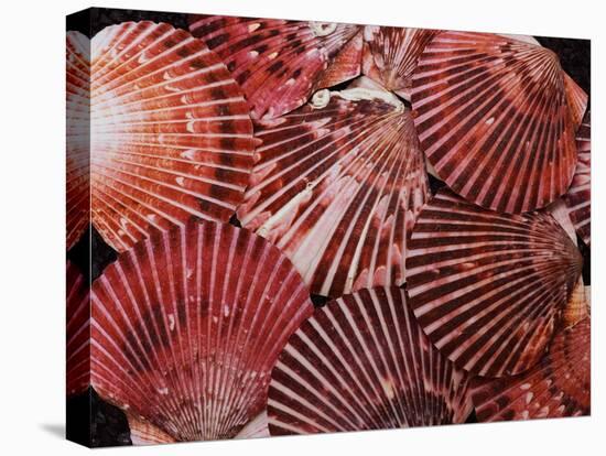 Scallop Shells-James Randklev-Stretched Canvas