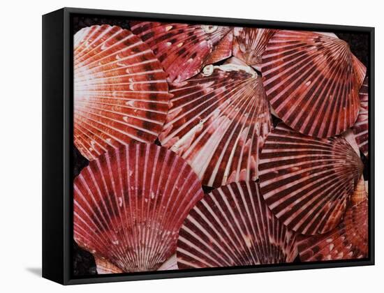 Scallop Shells-James Randklev-Framed Stretched Canvas
