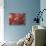 Scallop Shells-James Randklev-Stretched Canvas displayed on a wall