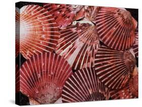 Scallop Shells-James Randklev-Stretched Canvas