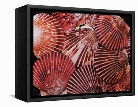 Scallop Shells-James Randklev-Framed Stretched Canvas