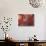Scallop Shells-James Randklev-Photographic Print displayed on a wall