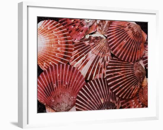 Scallop Shells-James Randklev-Framed Photographic Print