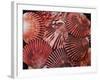 Scallop Shells-James Randklev-Framed Photographic Print