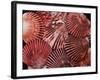 Scallop Shells-James Randklev-Framed Photographic Print