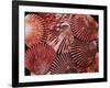 Scallop Shells-James Randklev-Framed Photographic Print