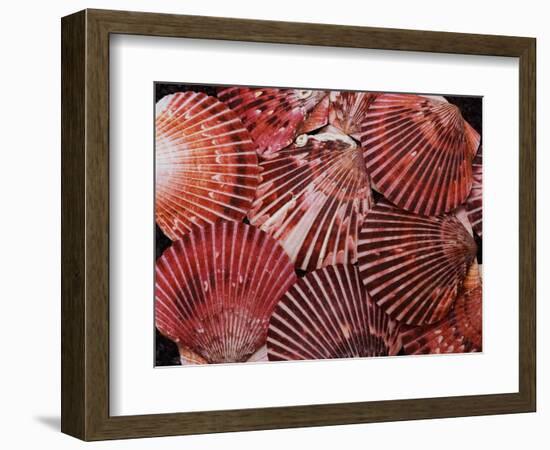 Scallop Shells-James Randklev-Framed Photographic Print