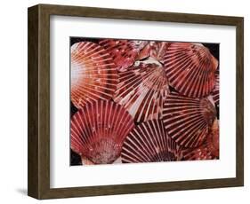 Scallop Shells-James Randklev-Framed Photographic Print