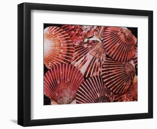 Scallop Shells-James Randklev-Framed Photographic Print