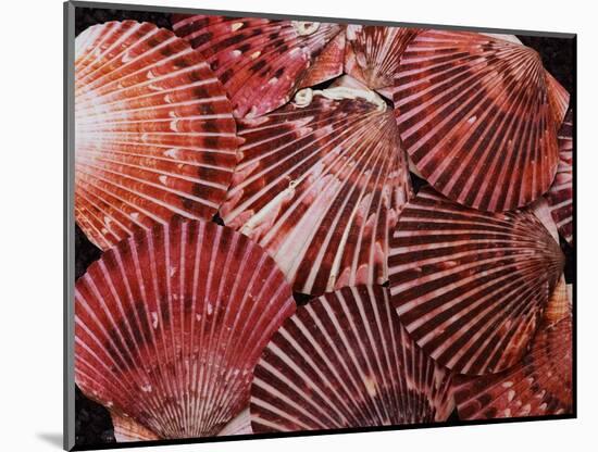 Scallop Shells-James Randklev-Mounted Photographic Print