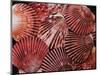 Scallop Shells-James Randklev-Mounted Photographic Print