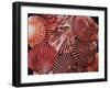 Scallop Shells-James Randklev-Framed Photographic Print
