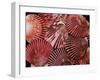 Scallop Shells-James Randklev-Framed Photographic Print