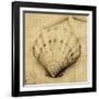 Scallop-John Seba-Framed Photo