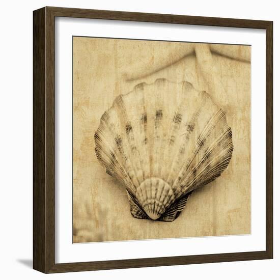 Scallop-John Seba-Framed Photo