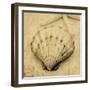 Scallop-John Seba-Framed Photo