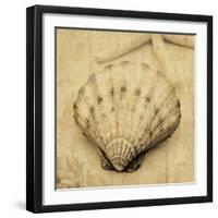 Scallop-John Seba-Framed Photo