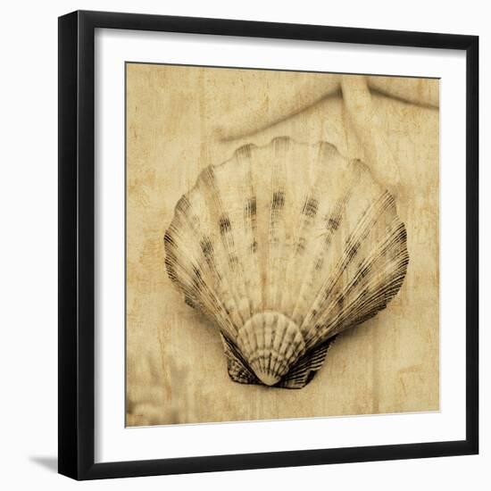 Scallop-John Seba-Framed Photo