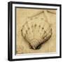 Scallop-John Seba-Framed Photo