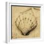 Scallop-John Seba-Framed Photo