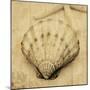 Scallop-John Seba-Mounted Photo