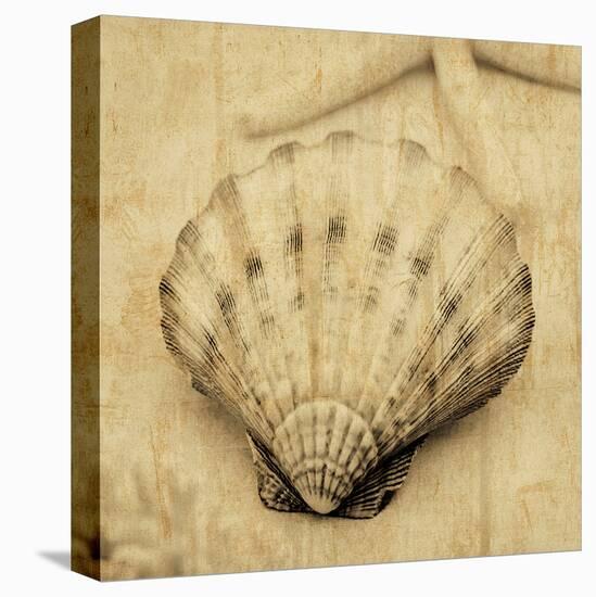 Scallop-John Seba-Stretched Canvas