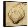 Scallop-John Seba-Framed Stretched Canvas