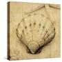 Scallop-John Seba-Stretched Canvas