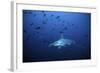 Scalloped Hammerhead, One of Many Living in Deep-null-Framed Photographic Print