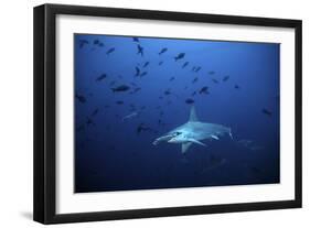 Scalloped Hammerhead, One of Many Living in Deep-null-Framed Photographic Print