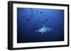 Scalloped Hammerhead, One of Many Living in Deep-null-Framed Photographic Print
