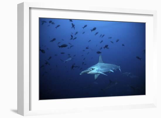 Scalloped Hammerhead, One of Many Living in Deep-null-Framed Photographic Print