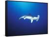 Scalloped Hammerhead Shark, Cocos Island, Costa Rica-Stuart Westmoreland-Framed Stretched Canvas