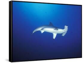 Scalloped Hammerhead Shark, Cocos Island, Costa Rica-Stuart Westmoreland-Framed Stretched Canvas
