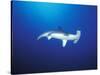 Scalloped Hammerhead Shark, Cocos Island, Costa Rica-Stuart Westmoreland-Stretched Canvas